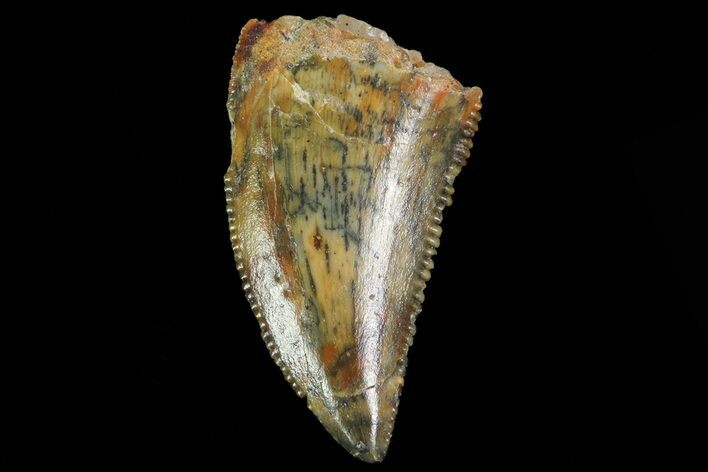 Serrated, Raptor Tooth - Morocco #74404